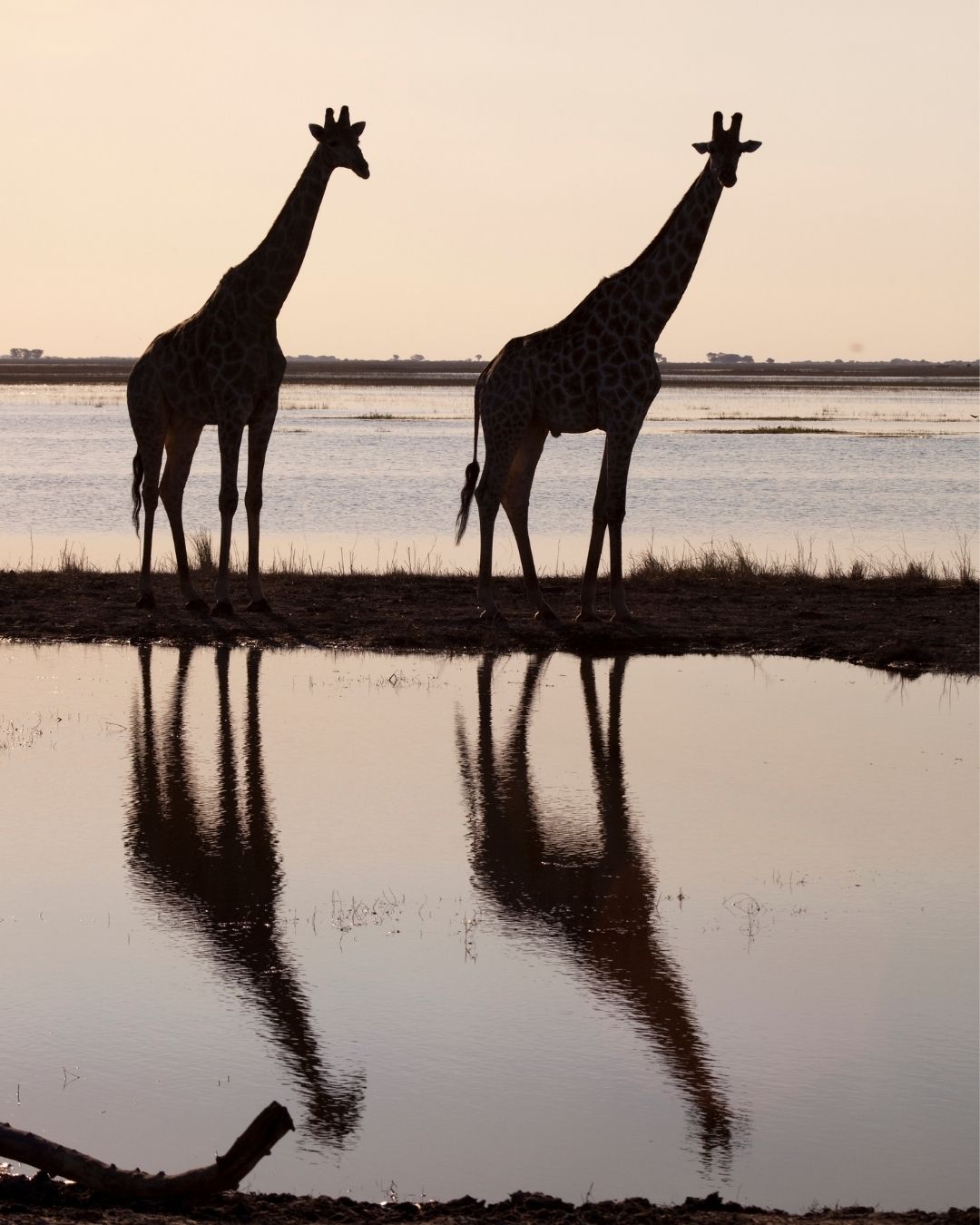 thioro your own sens Deux girafes en silhouette au bord de l'eau, au crépuscule